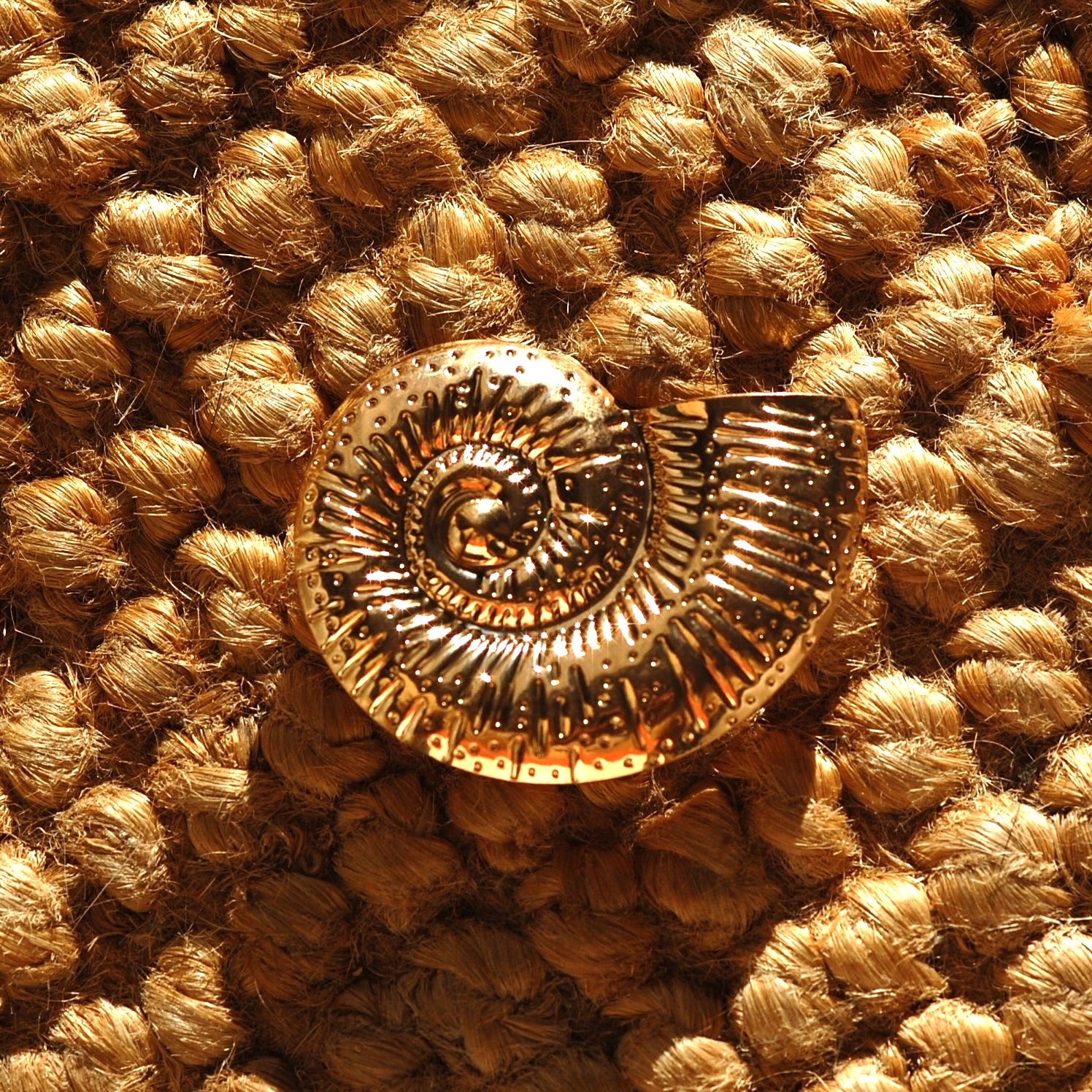 Ammonite (1 Unité)